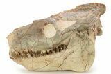 Fossil Oreodont (Merycoidodon) Skull - South Dakota #263486-1